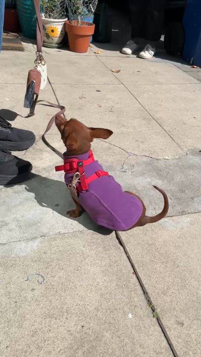 Enlarge Cherie, a ADOPTABLE mixed breed in Sun Valley, CA video 4/6