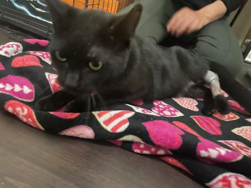 Jetty Jetting (injured kitty needs foster)