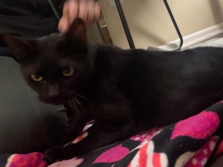 Jetty Jetting (injured kitty needs foster)