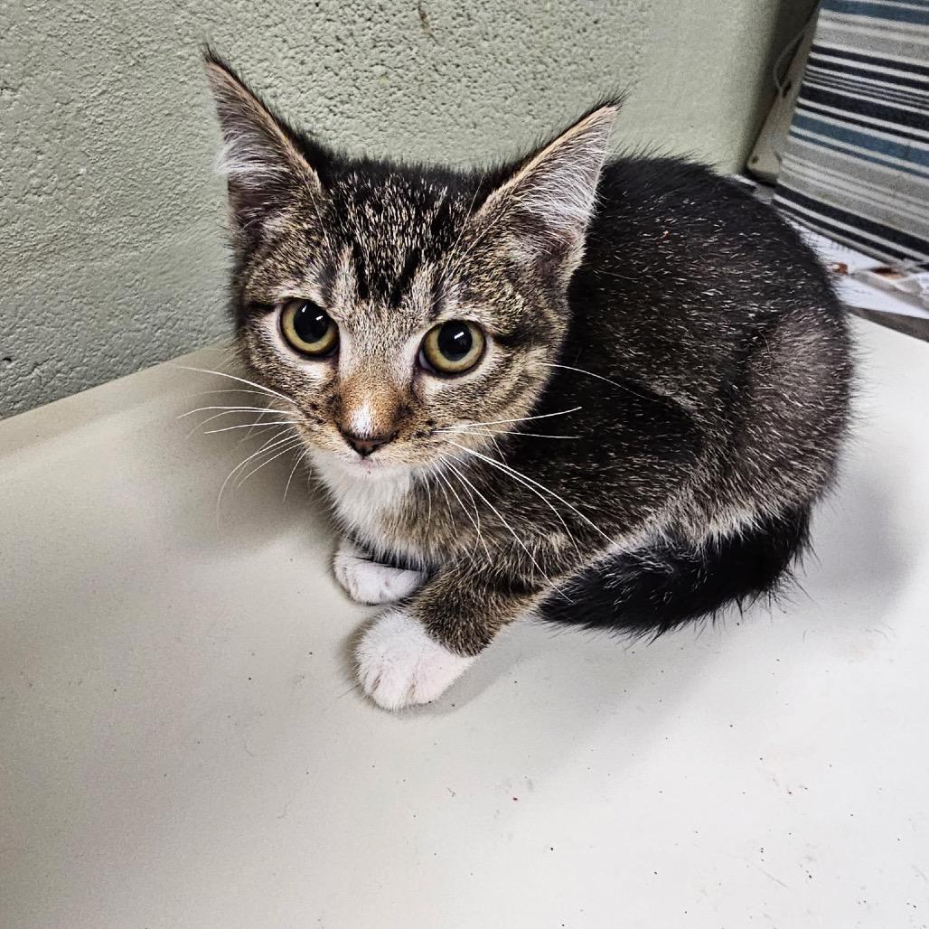 Snickers*, Adoptable, Kitten Female Domestic Short Hair.