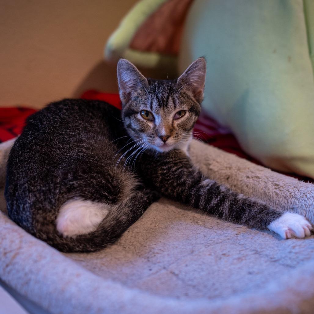 Snickers*, a Adoptable Domestic Short Hair in Eureka Springs, AR image 2/2