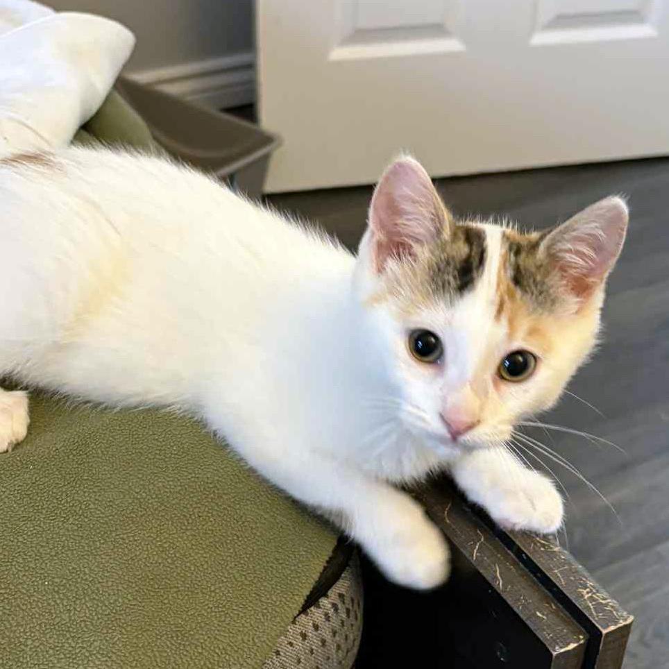 Cabernet - A sweet Little Lady, a Adoptable Calico in Hamilton, ON image 3/3