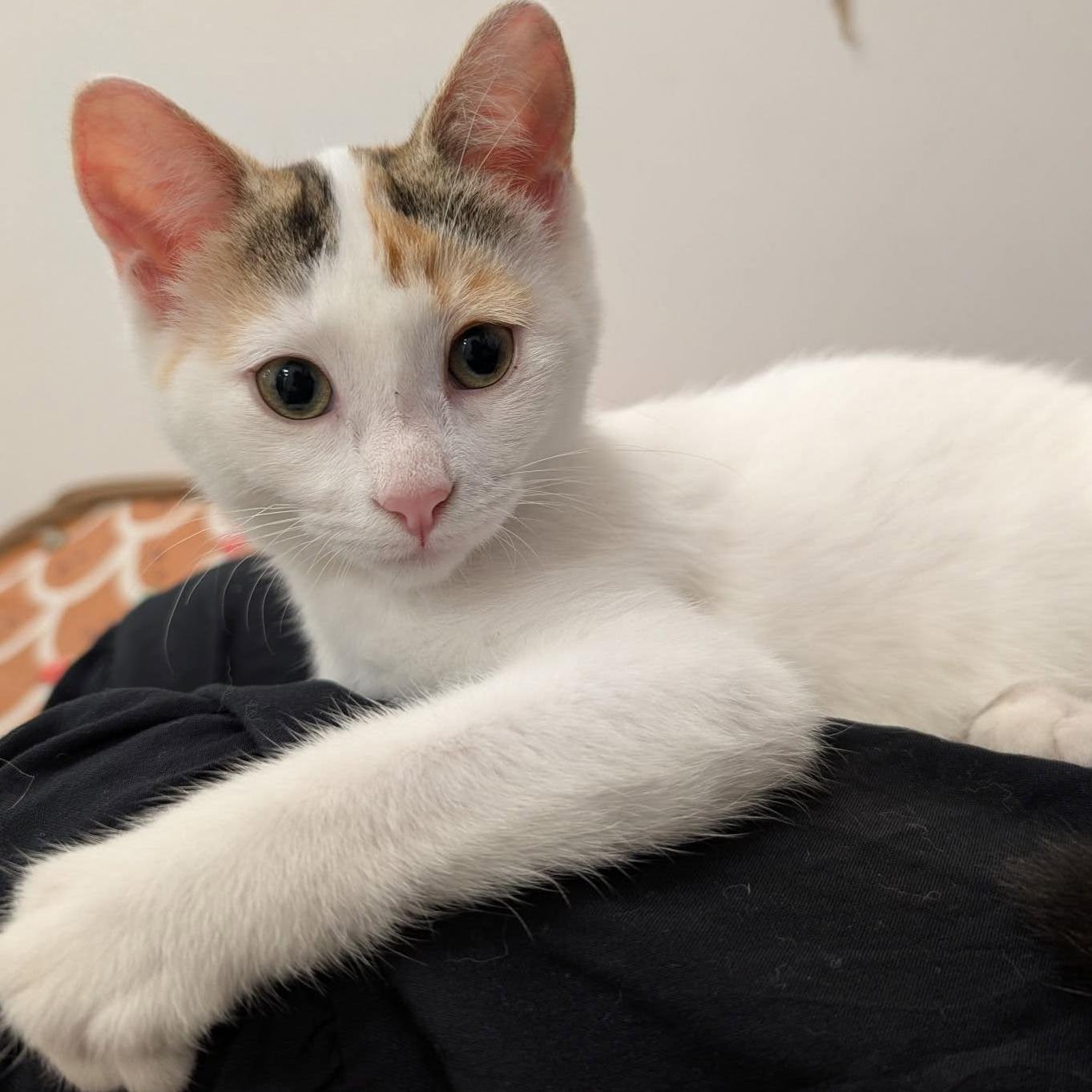 Cabernet - A sweet Little Lady, a Adoptable Calico in Hamilton, ON image 1/3