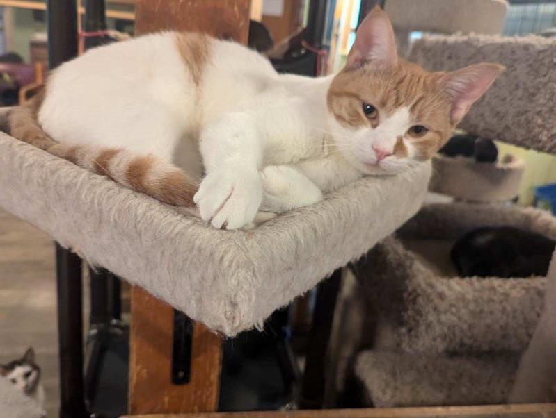 Felix, Adoptable, Young Male Domestic Short Hair.