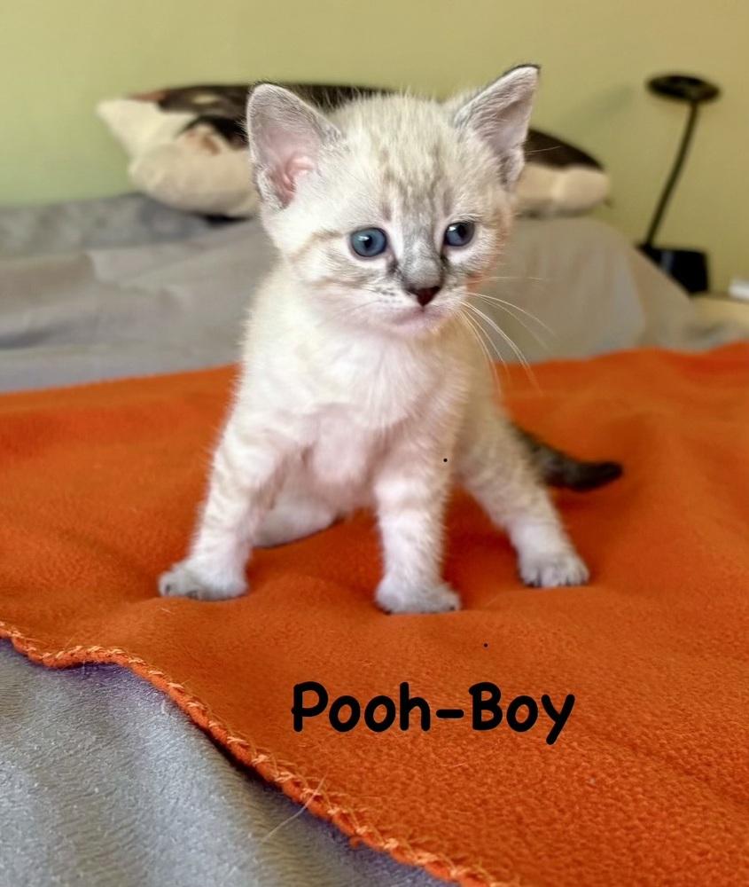 Enlarge Pooh (Variety Pack Litter), a Adopted Domestic Short Hair in Telford, PA image 1/1