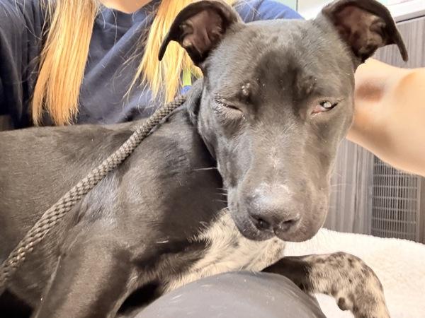 Patchy (rocco), Adoptable, Young Male Pit Bull Terrier.