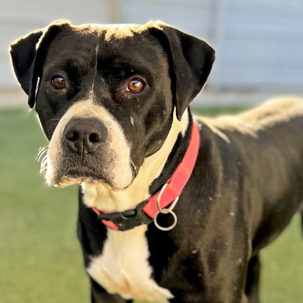 Enlarge Darla, a Adoptable Pit Bull Terrier in Ojai, CA image 1/6