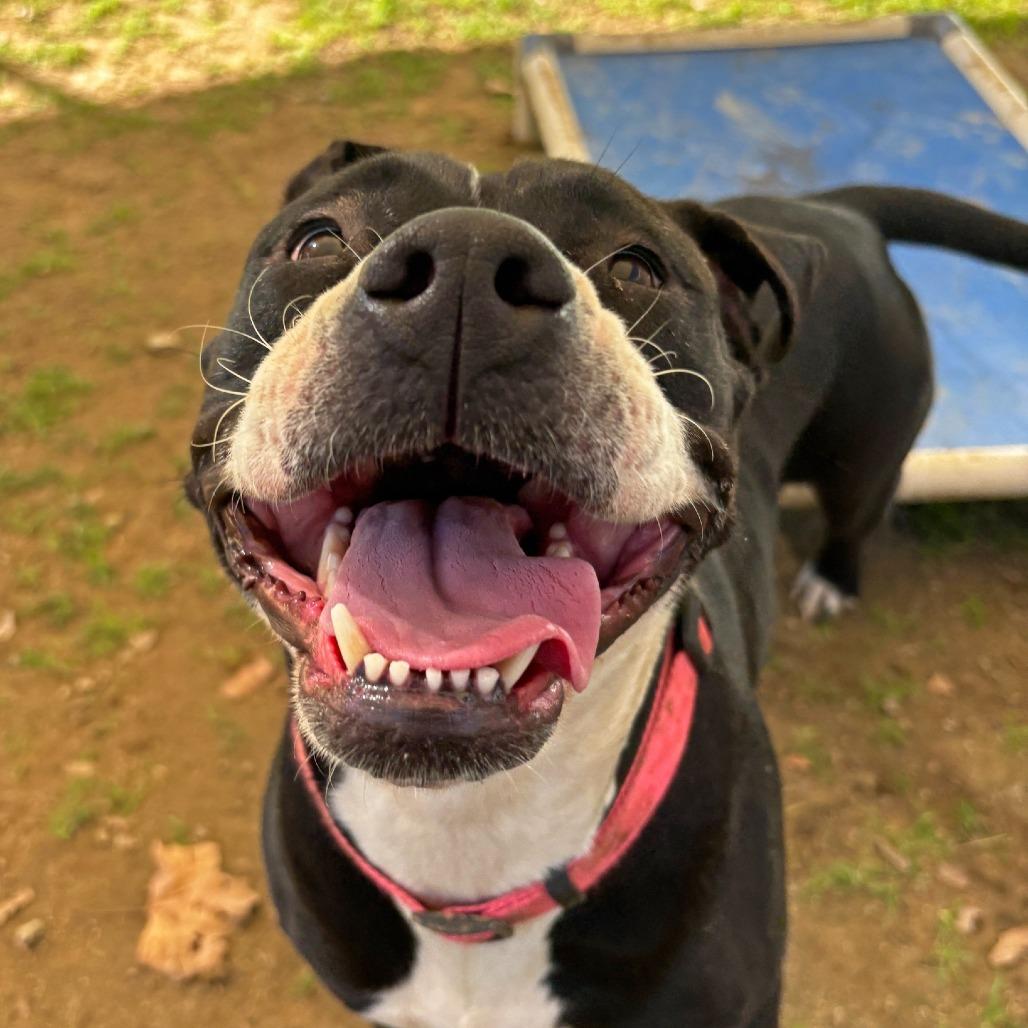 Enlarge Darla, a Adoptable Pit Bull Terrier in Ojai, CA image 2/6