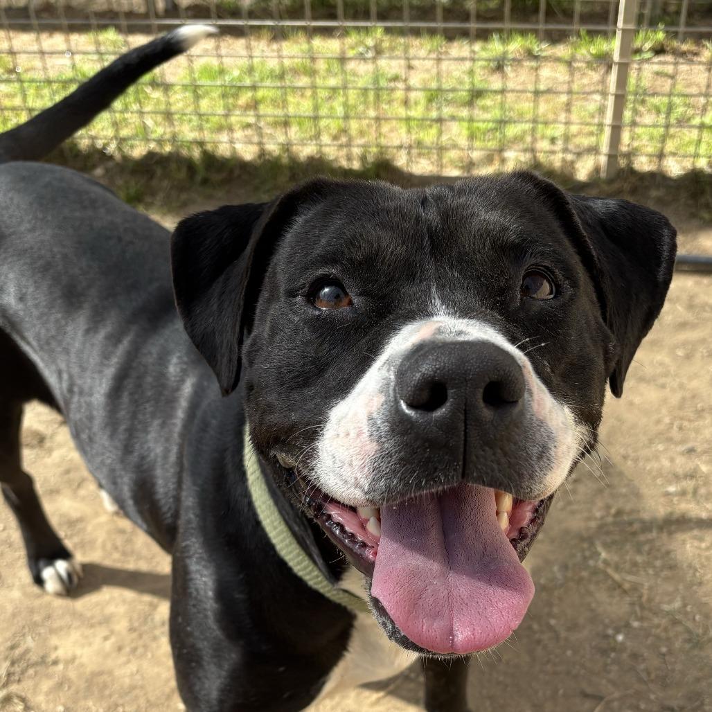 Enlarge Darla, a Adoptable Pit Bull Terrier in Ojai, CA image 3/6