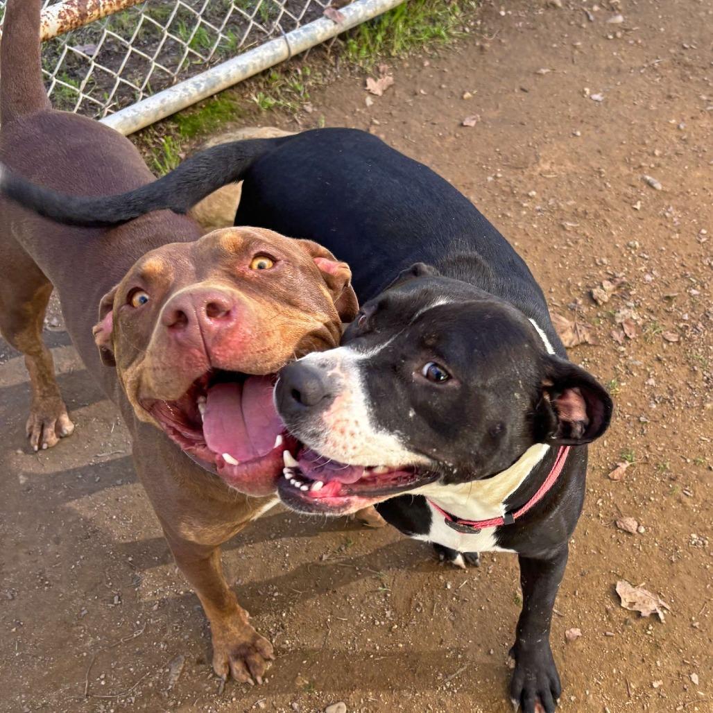 Enlarge Darla, a Adoptable Pit Bull Terrier in Ojai, CA image 4/6