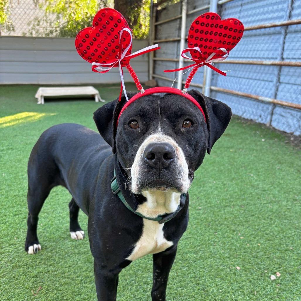 Enlarge Darla, a Adoptable Pit Bull Terrier in Ojai, CA image 5/6