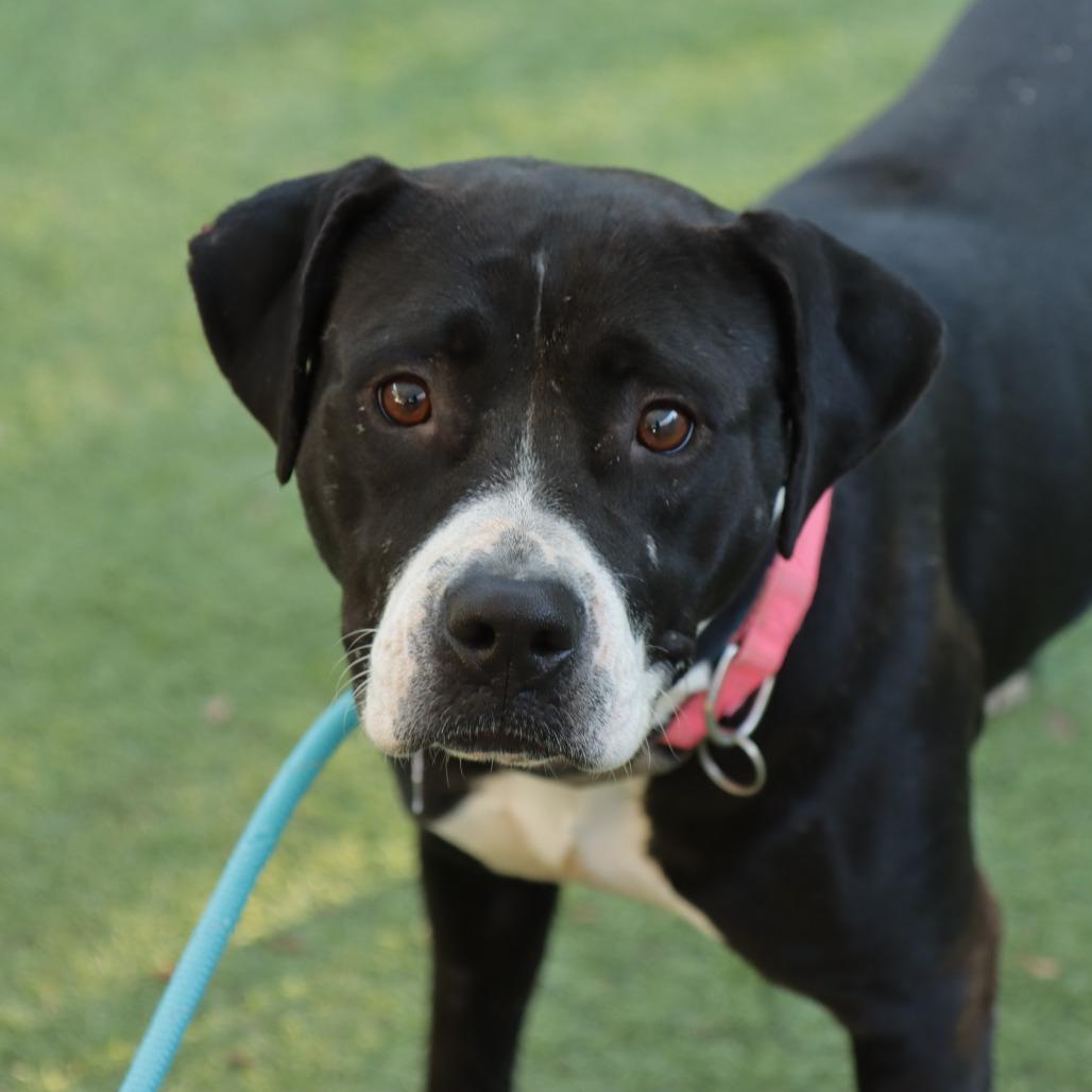 Enlarge Darla, a Adoptable Pit Bull Terrier in Ojai, CA image 6/6