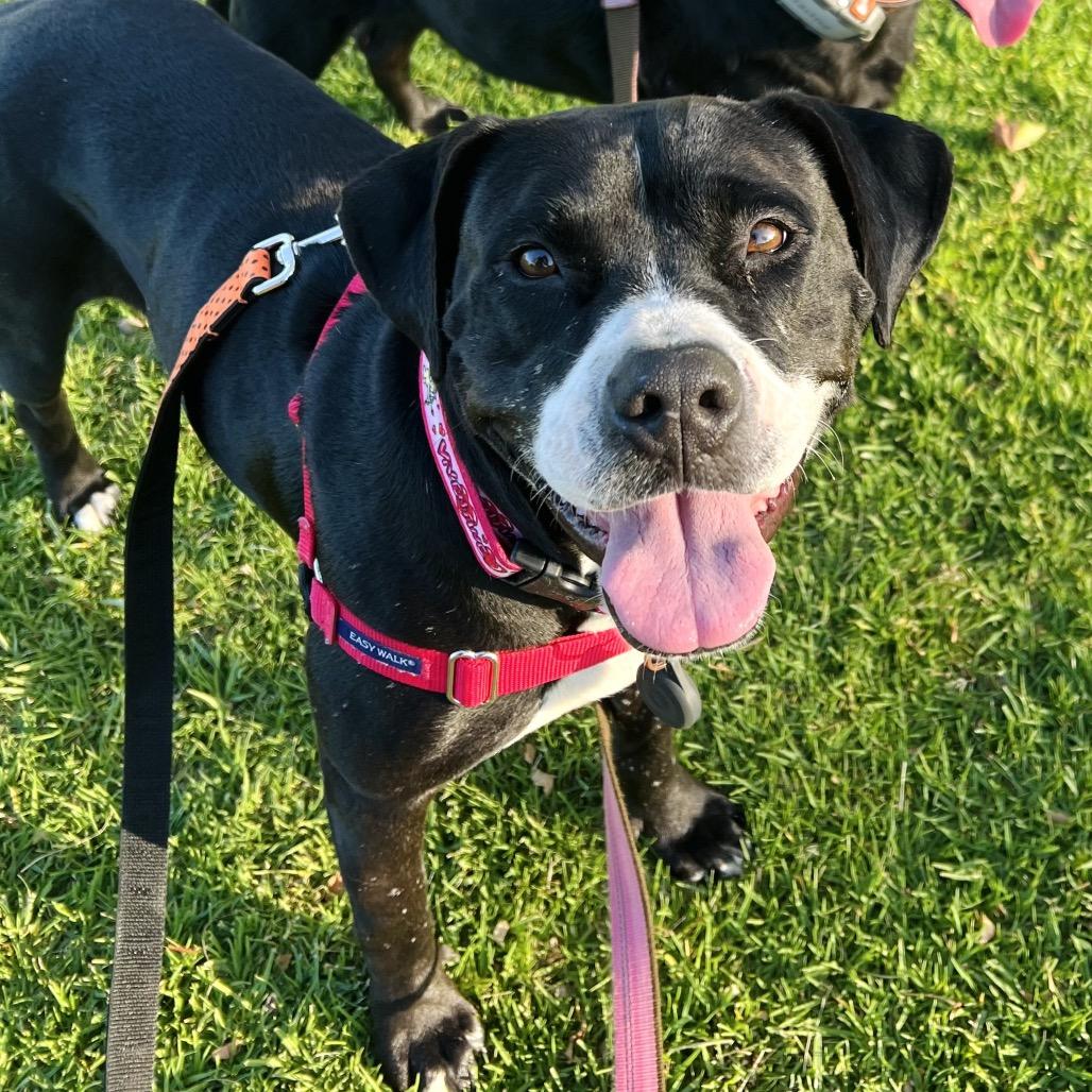 Darla, a Adoptable Pit Bull Terrier in Ojai, CA image 6/6
