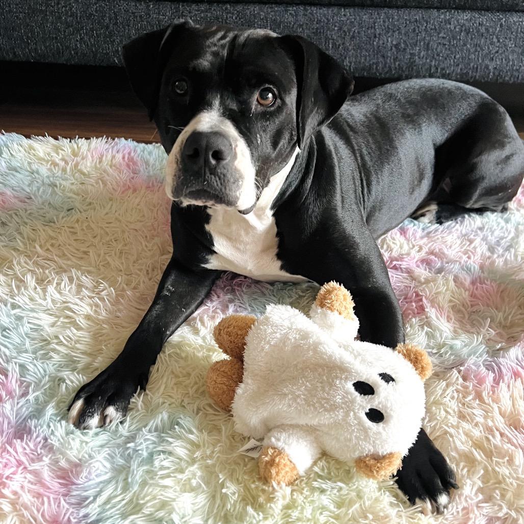 Enlarge Darla, a Adoptable Pit Bull Terrier in Ojai, CA image 6/6
