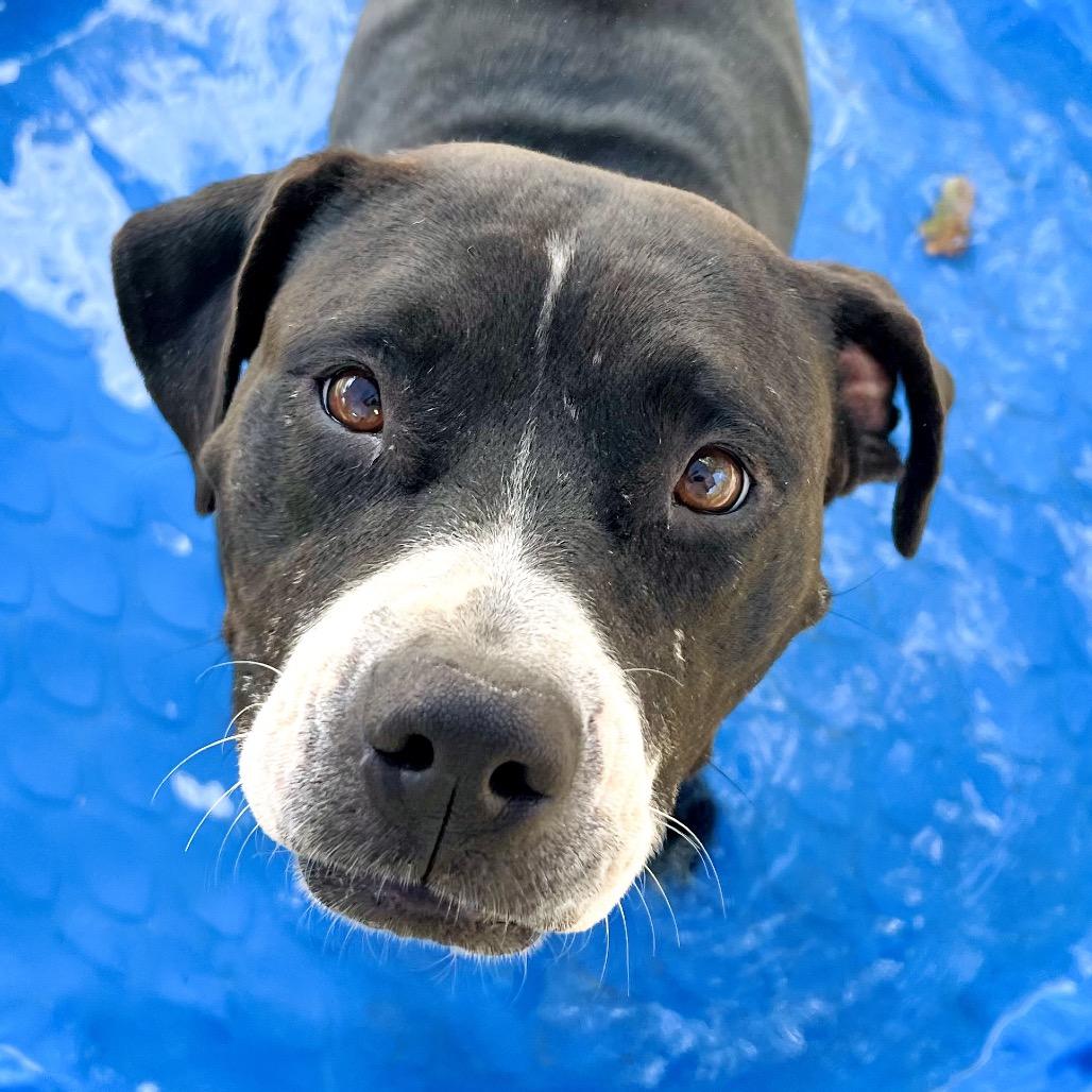 Darla, a Adoptable Pit Bull Terrier in Ojai, CA image 6/6