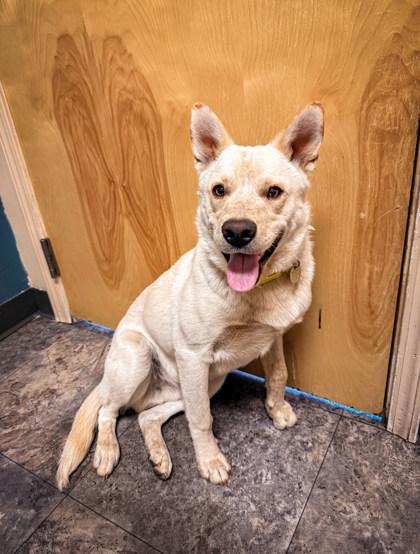 Enlarge Snowball, an adopted Mixed Breed in Missoula, MT image 2/2