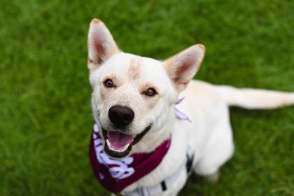 Snowball, adopted, Young Male Mixed Breed.