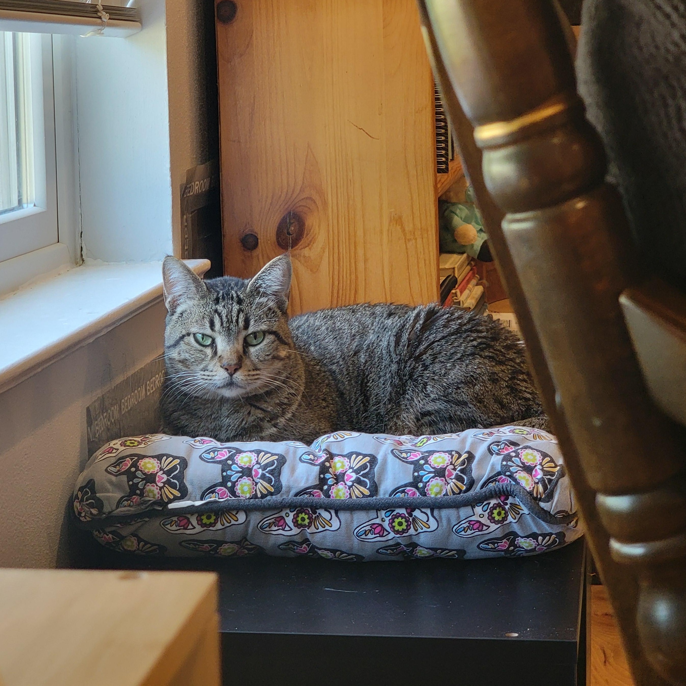 Bizzy, an adoptable Domestic Short Hair, Bengal in Austin, TX, 78704 | Photo Image 2