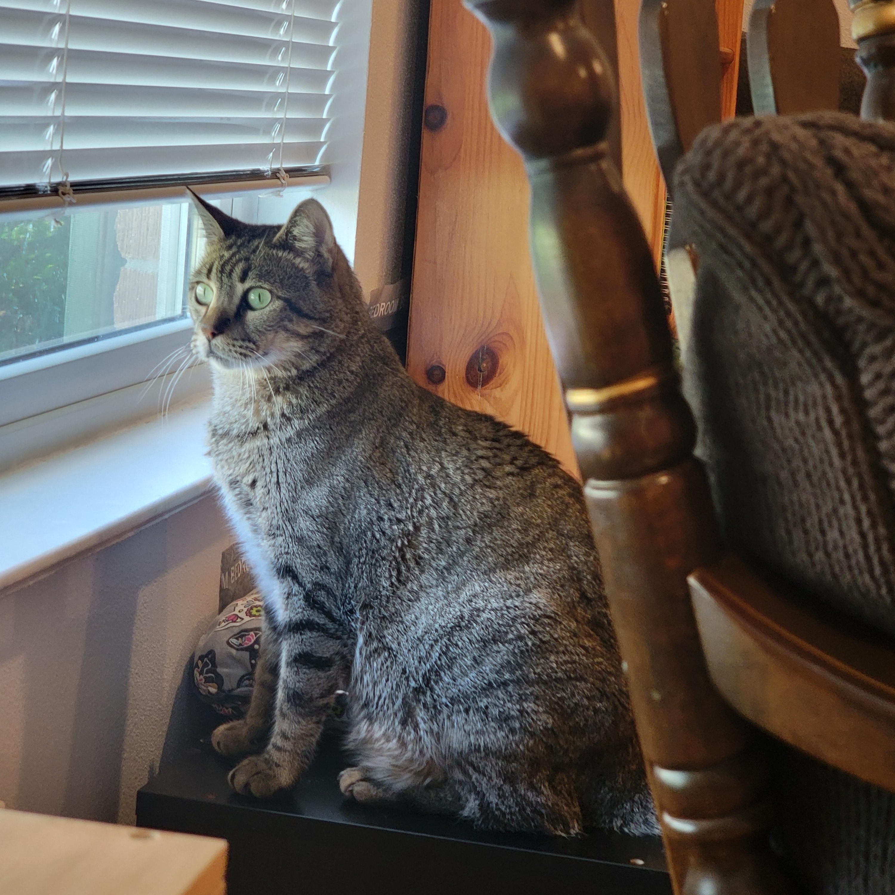 Bizzy, an adoptable Domestic Short Hair, Bengal in Austin, TX, 78704 | Photo Image 1