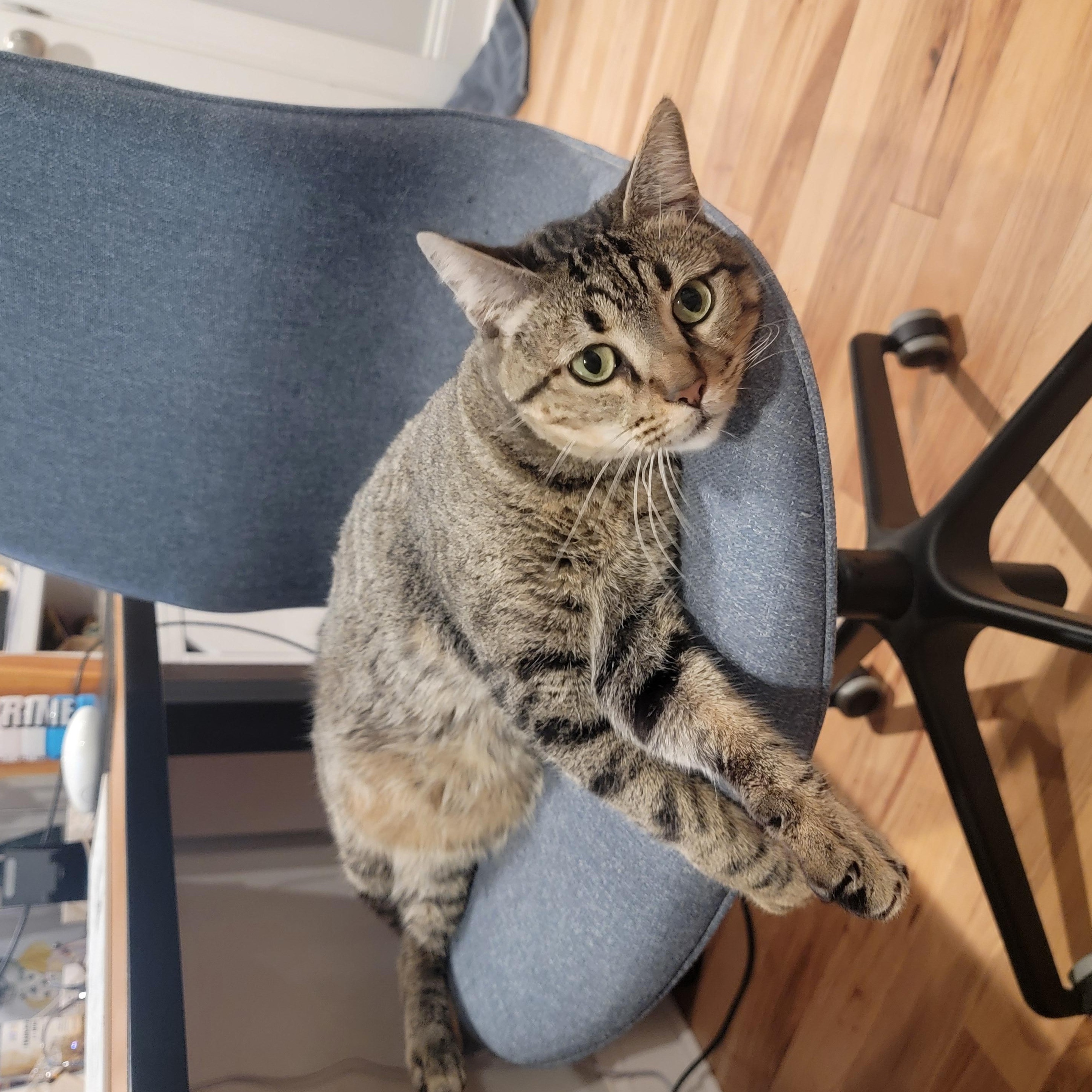 Bizzy, an adoptable Domestic Short Hair, Bengal in Austin, TX, 78704 | Photo Image 3