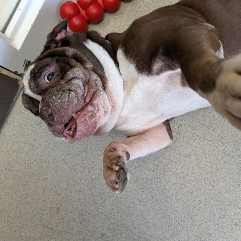 Enlarge Wrinkles, a Adoptable American Bulldog in New York, NY image 2/6