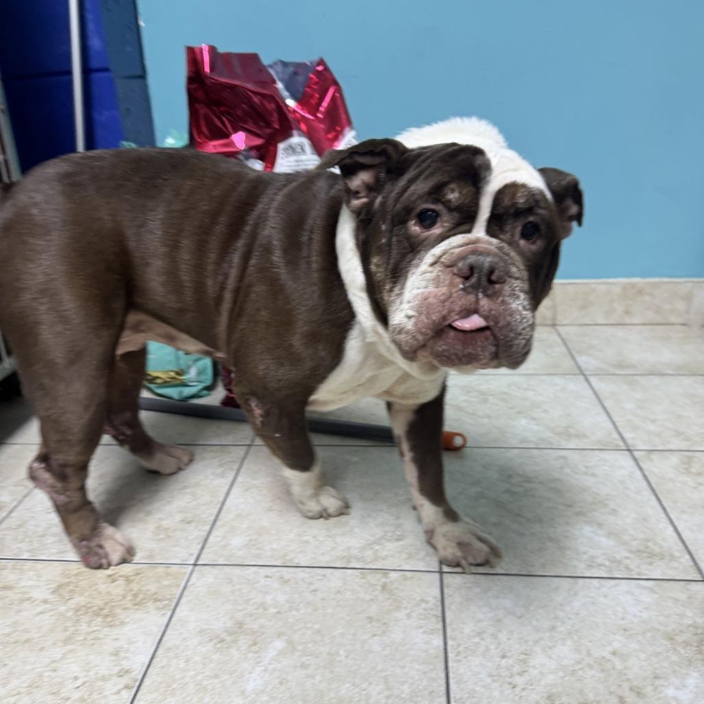 Enlarge Wrinkles, a Adoptable American Bulldog in New York, NY image 5/6