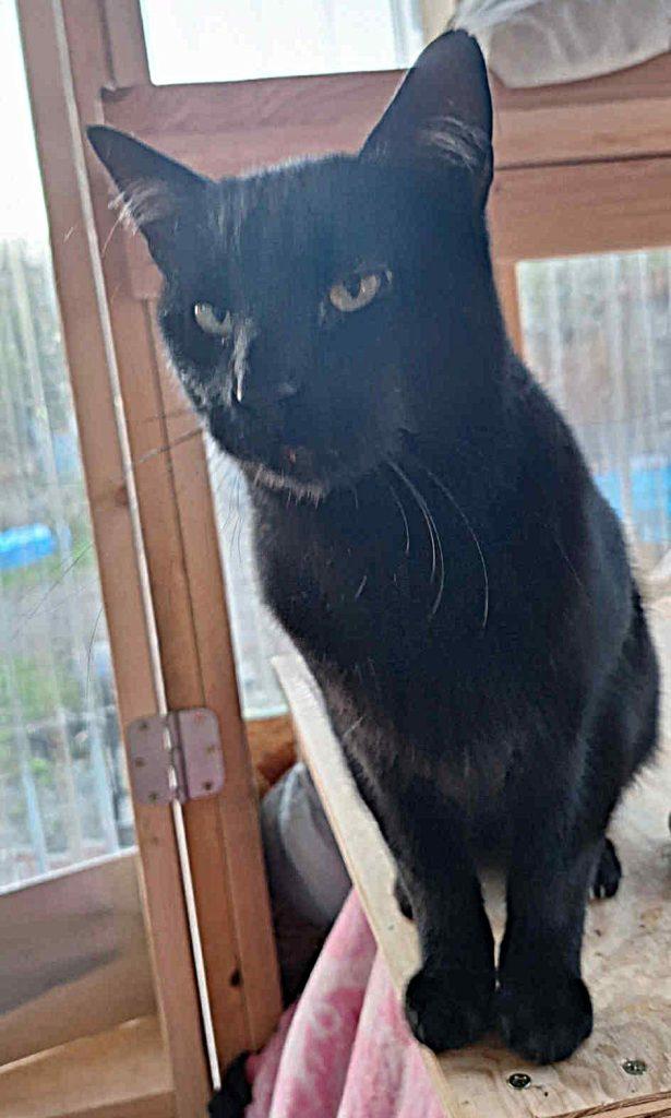 Feisty, Adoptable, Young Male Domestic Short Hair.