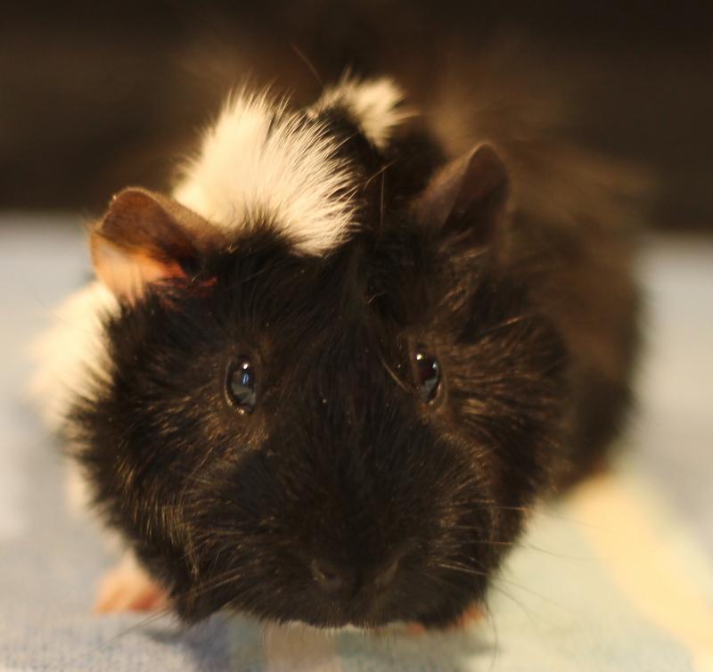 Bronx, ADOPTABLE, Young Male Guinea Pig.
