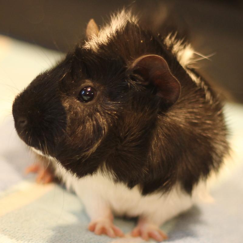 Enlarge Bronx, a ADOPTABLE Guinea Pig in Budd Lake, NJ image 6/6