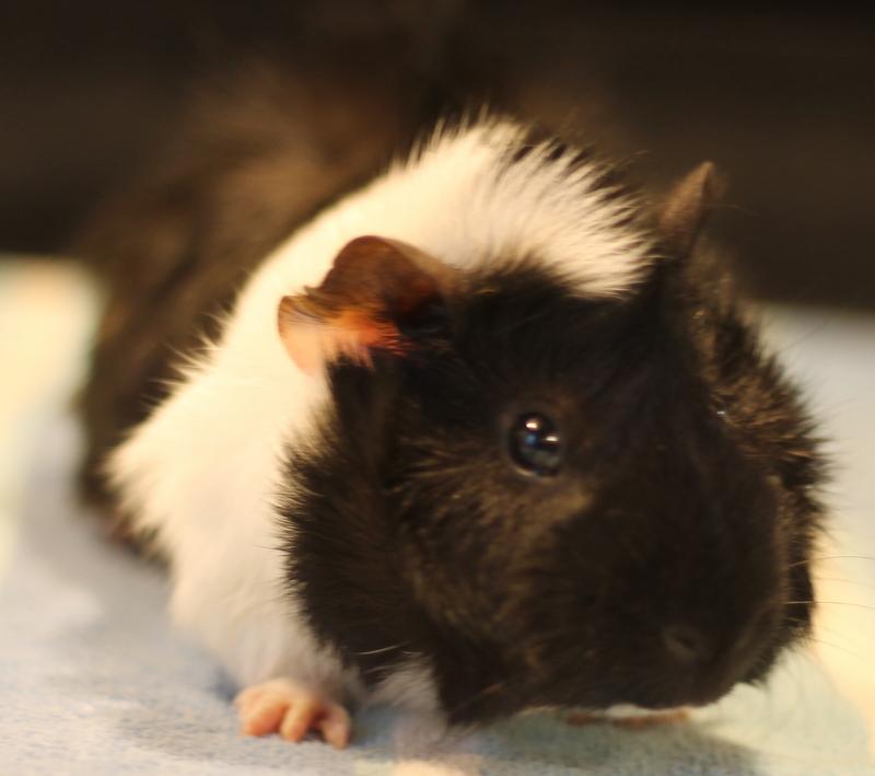 Enlarge Bronx, a ADOPTABLE Guinea Pig in Budd Lake, NJ image 3/6