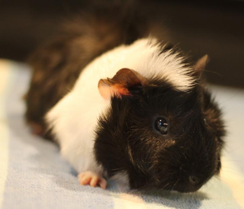 Enlarge Bronx, a ADOPTABLE Guinea Pig in Budd Lake, NJ image 2/6