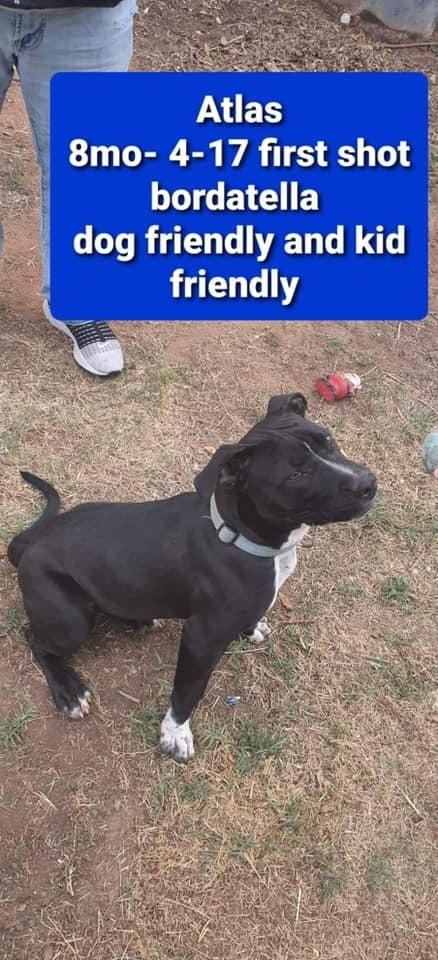 Atlas (Odin), Adoptable, Young Male Pit Bull Terrier.