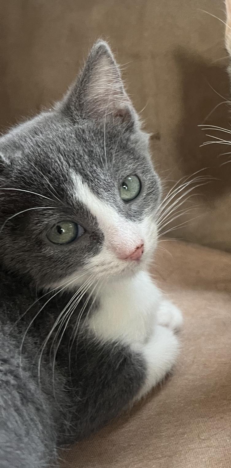 Enlarge Freda, a Adoptable Domestic Short Hair in East Hanover, NJ image 2/2