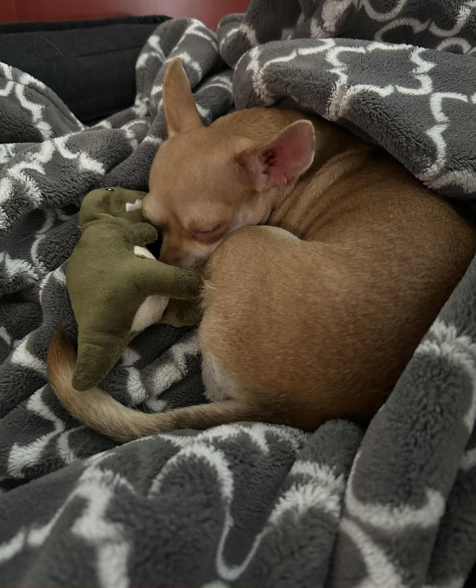 Enlarge Lizzy Kate, a Adopted mixed breed in Seattle, WA image 6/6