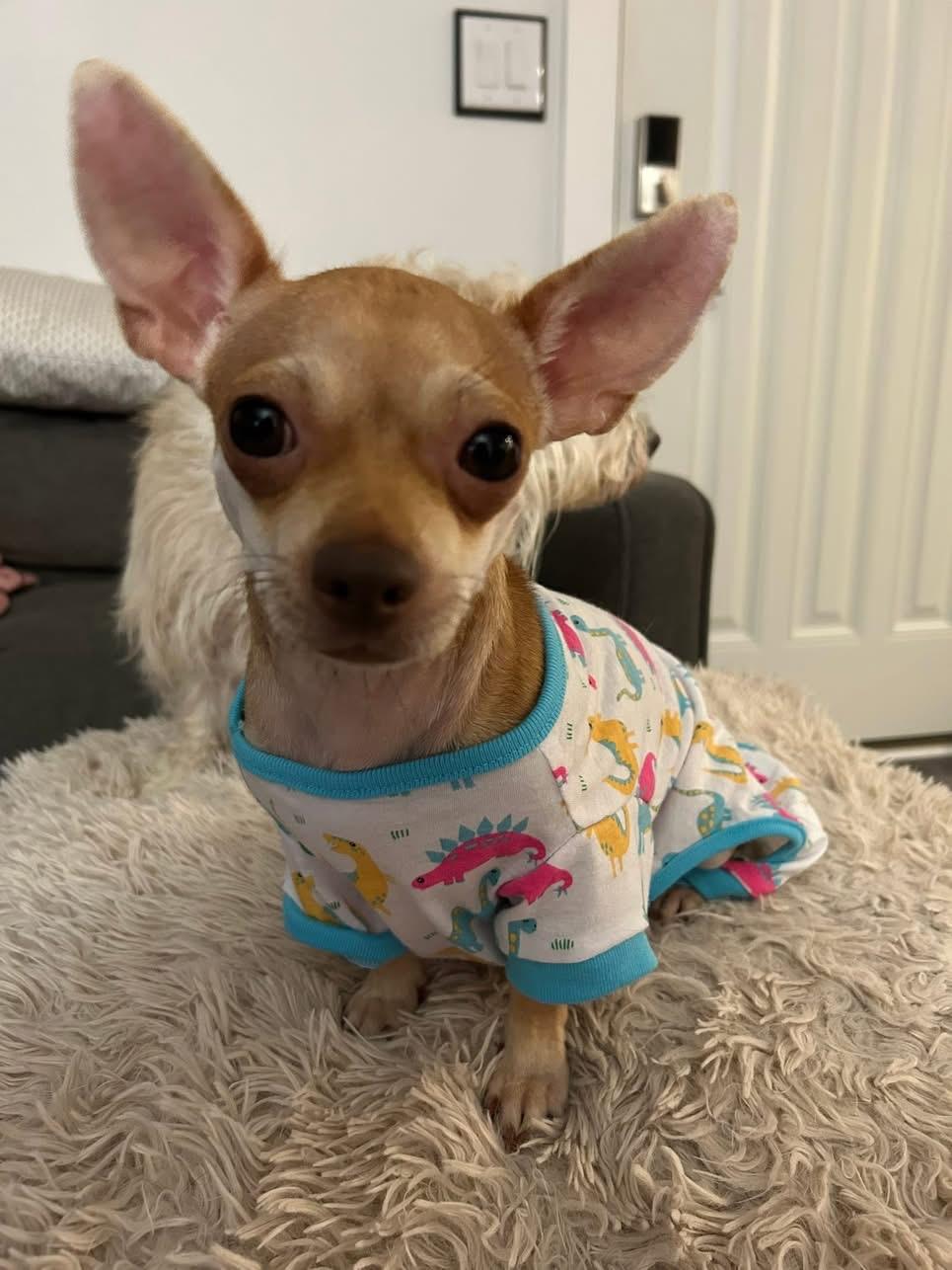 Enlarge Lizzy Kate, a Adopted mixed breed in Seattle, WA image 1/6