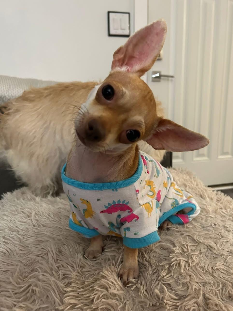 Enlarge Lizzy Kate, a Adopted mixed breed in Seattle, WA image 2/6