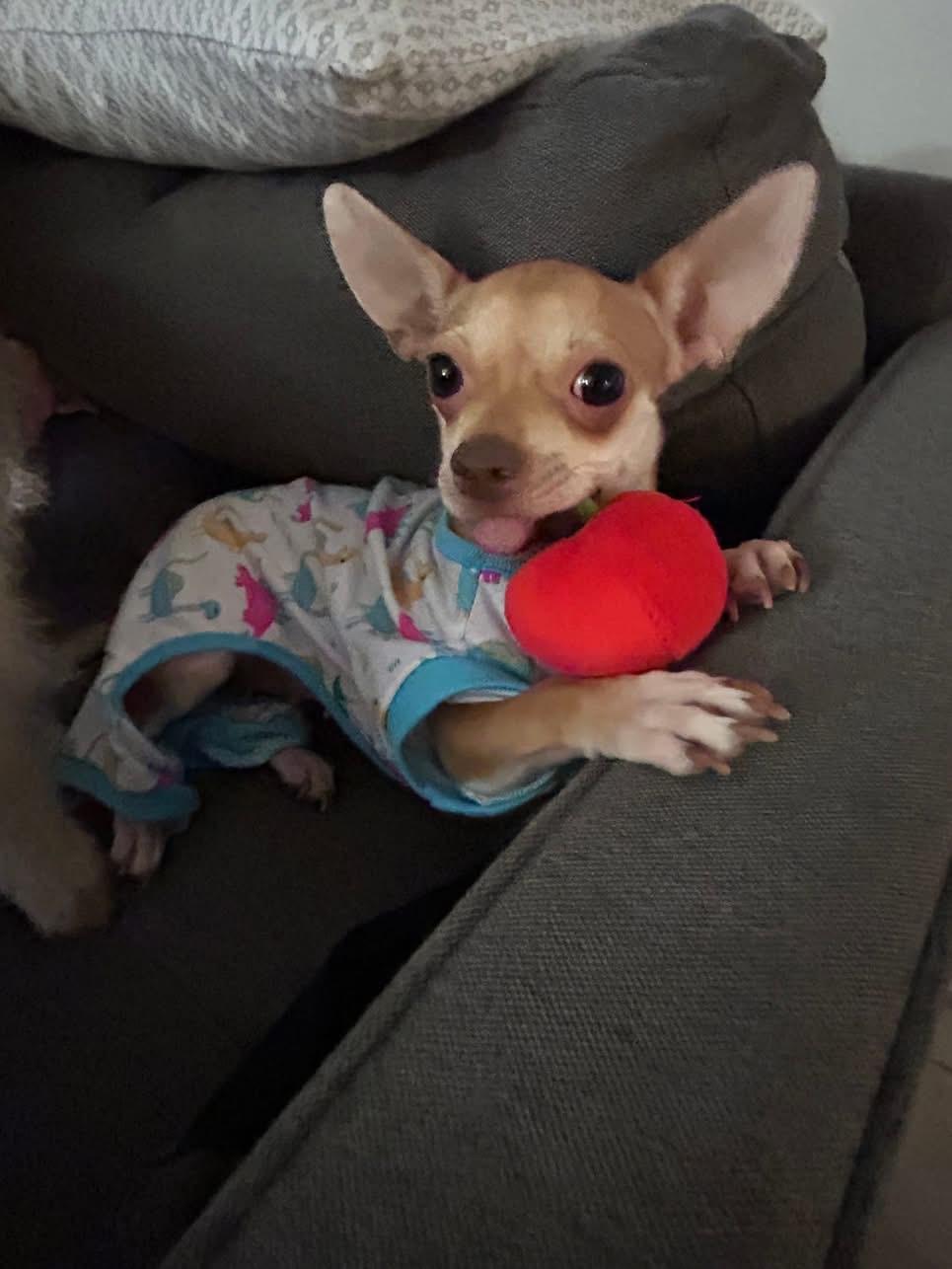 Enlarge Lizzy Kate, a Adopted mixed breed in Seattle, WA image 5/6