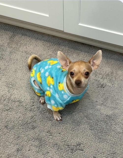 Lizzy Kate, Adopted, Adult Female Chihuahua.