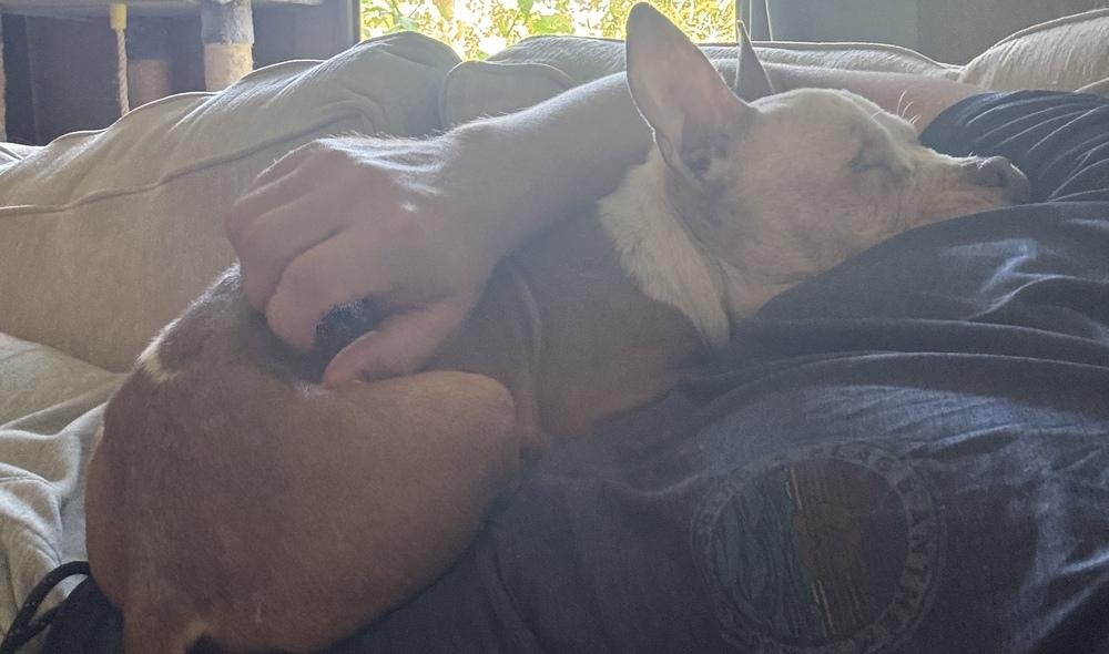 Pilar, Adoptable, Senior Female French Bulldog.