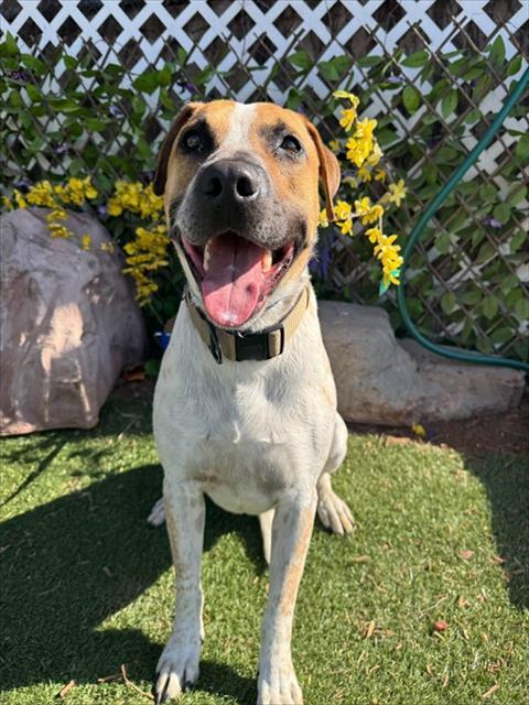 Enlarge BUTTERS, a Adoptable Australian Cattle Dog / Blue Heeler in Oklahoma City, OK image 1/1