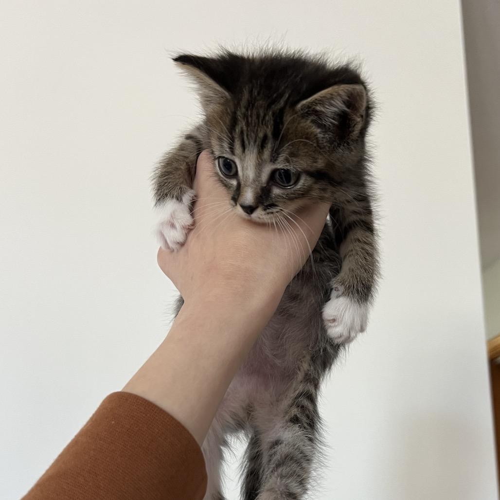 Watermelon, Adoptable, Kitten Male Domestic Short Hair.