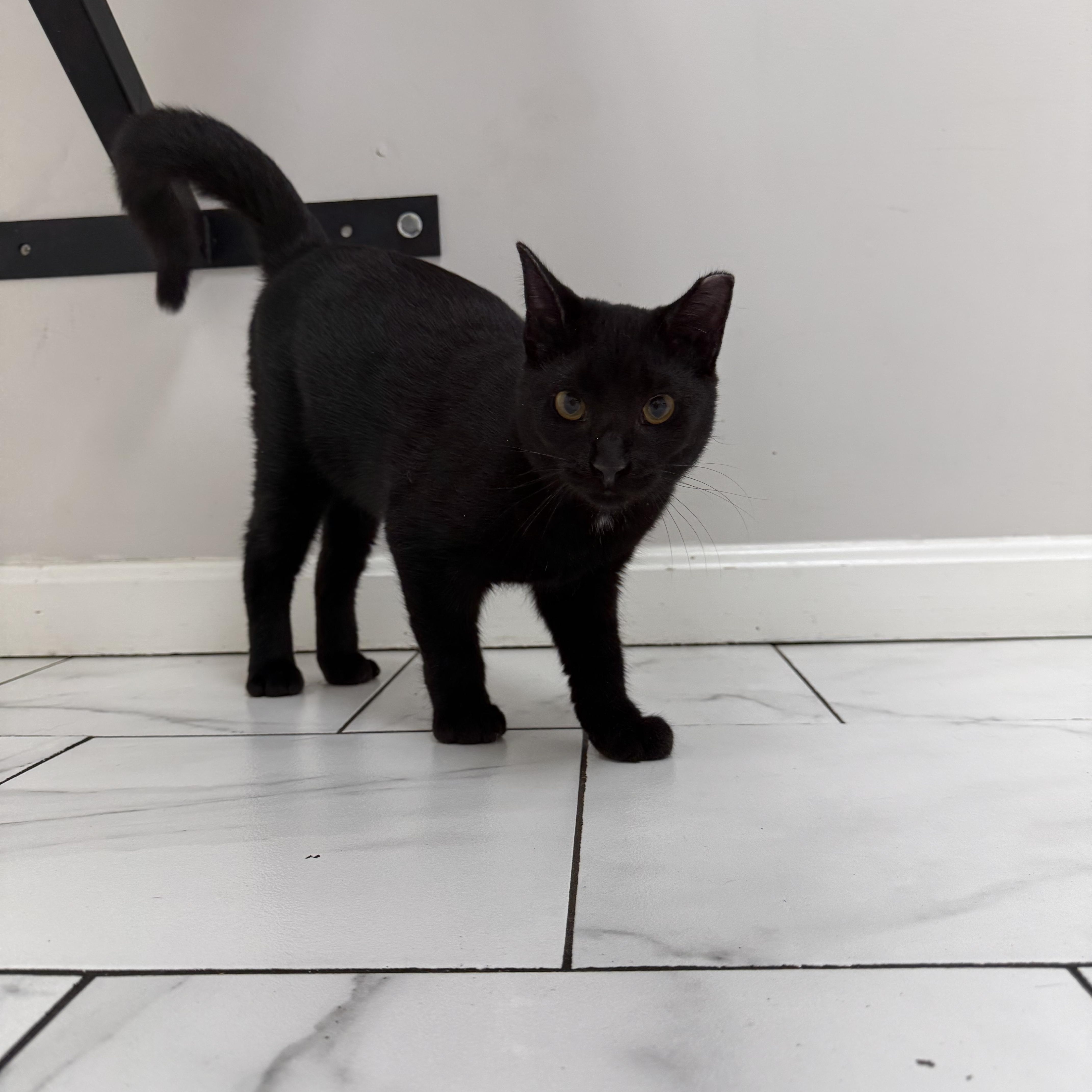 Enlarge Buddy, a ADOPTABLE Domestic Short Hair in Bethel, OH image 2/2