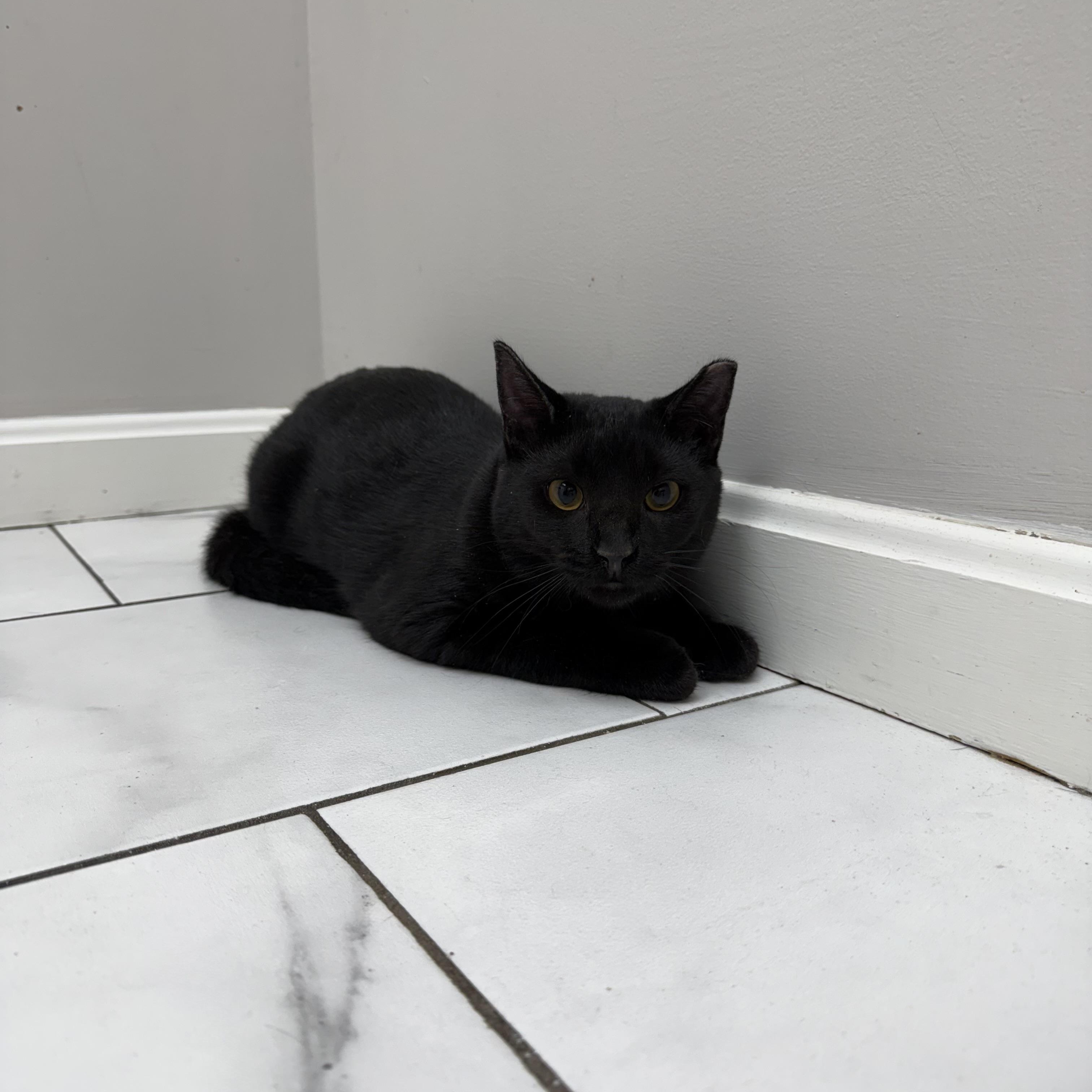 Enlarge Buddy, a ADOPTABLE Domestic Short Hair in Bethel, OH image 1/2