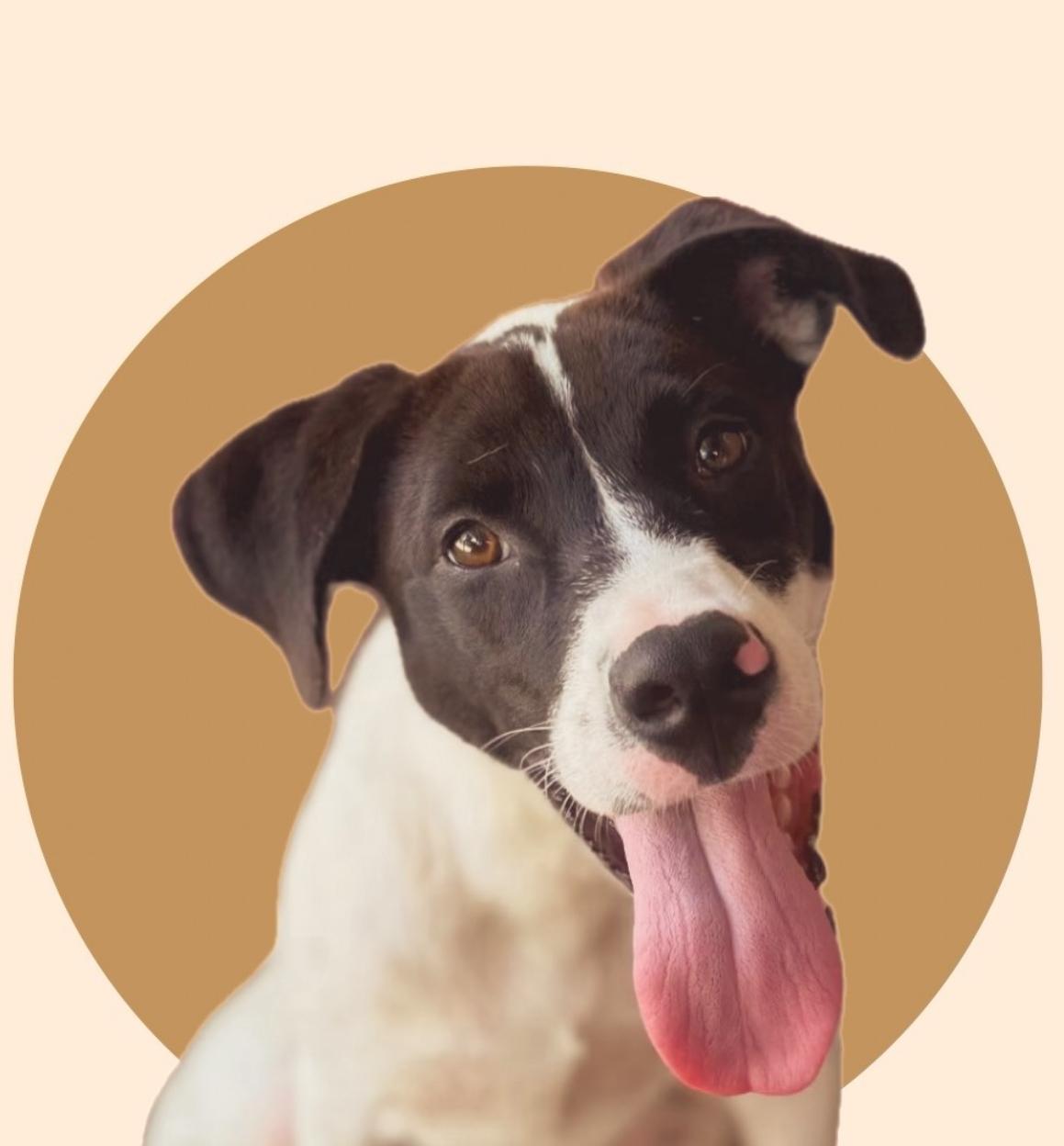 Campbell thumbnail 3