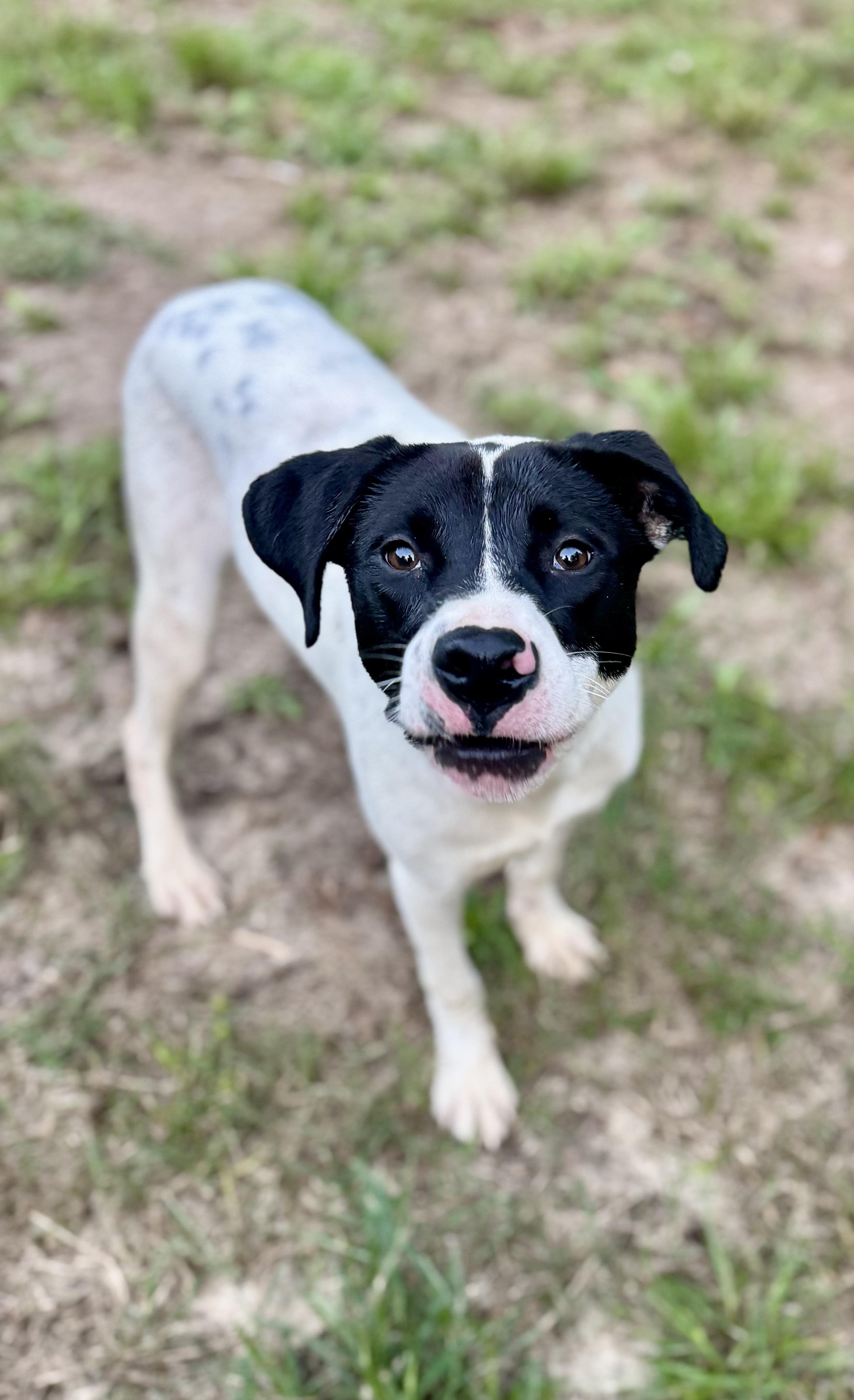 Campbell thumbnail 5