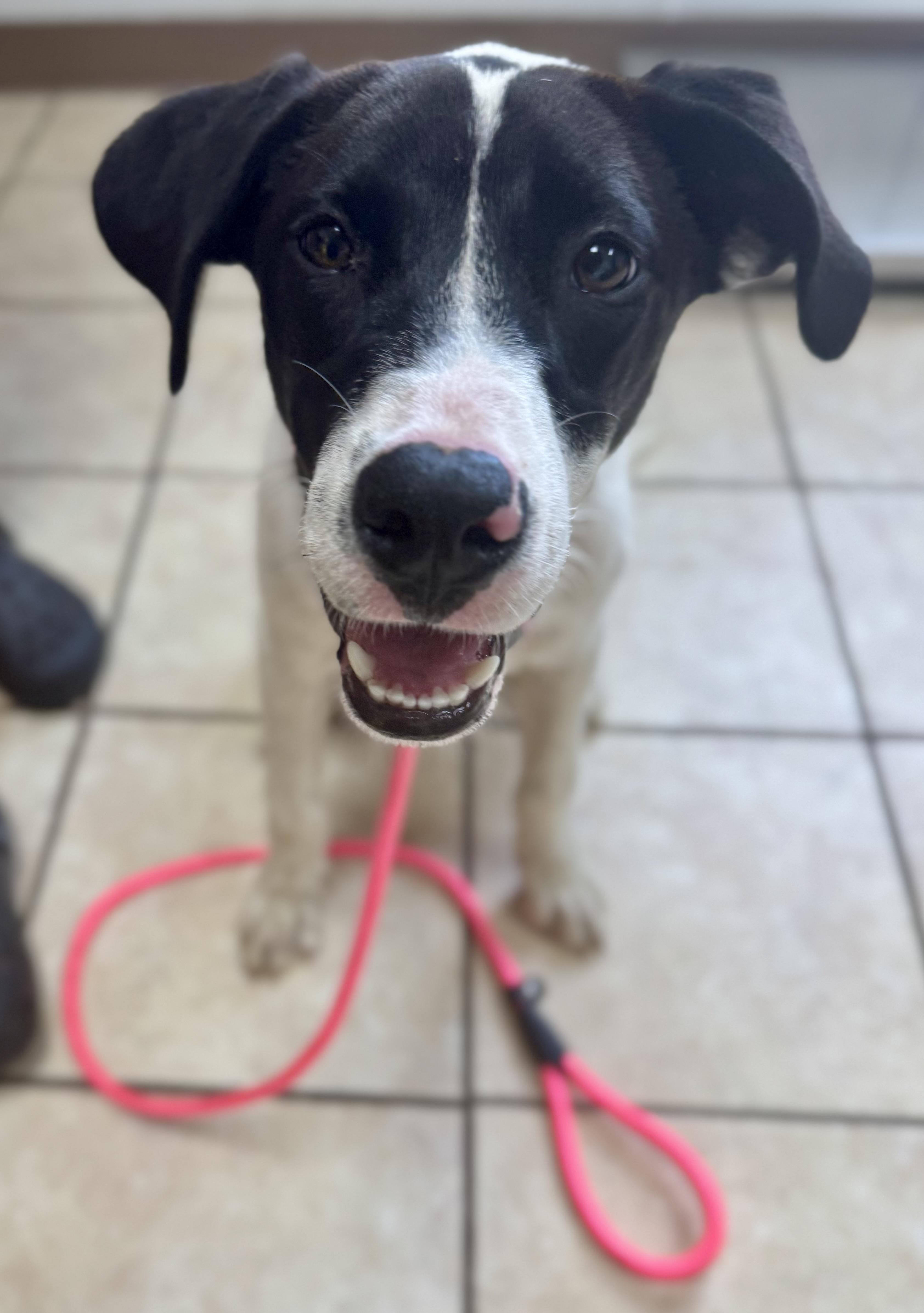 Campbell thumbnail 4