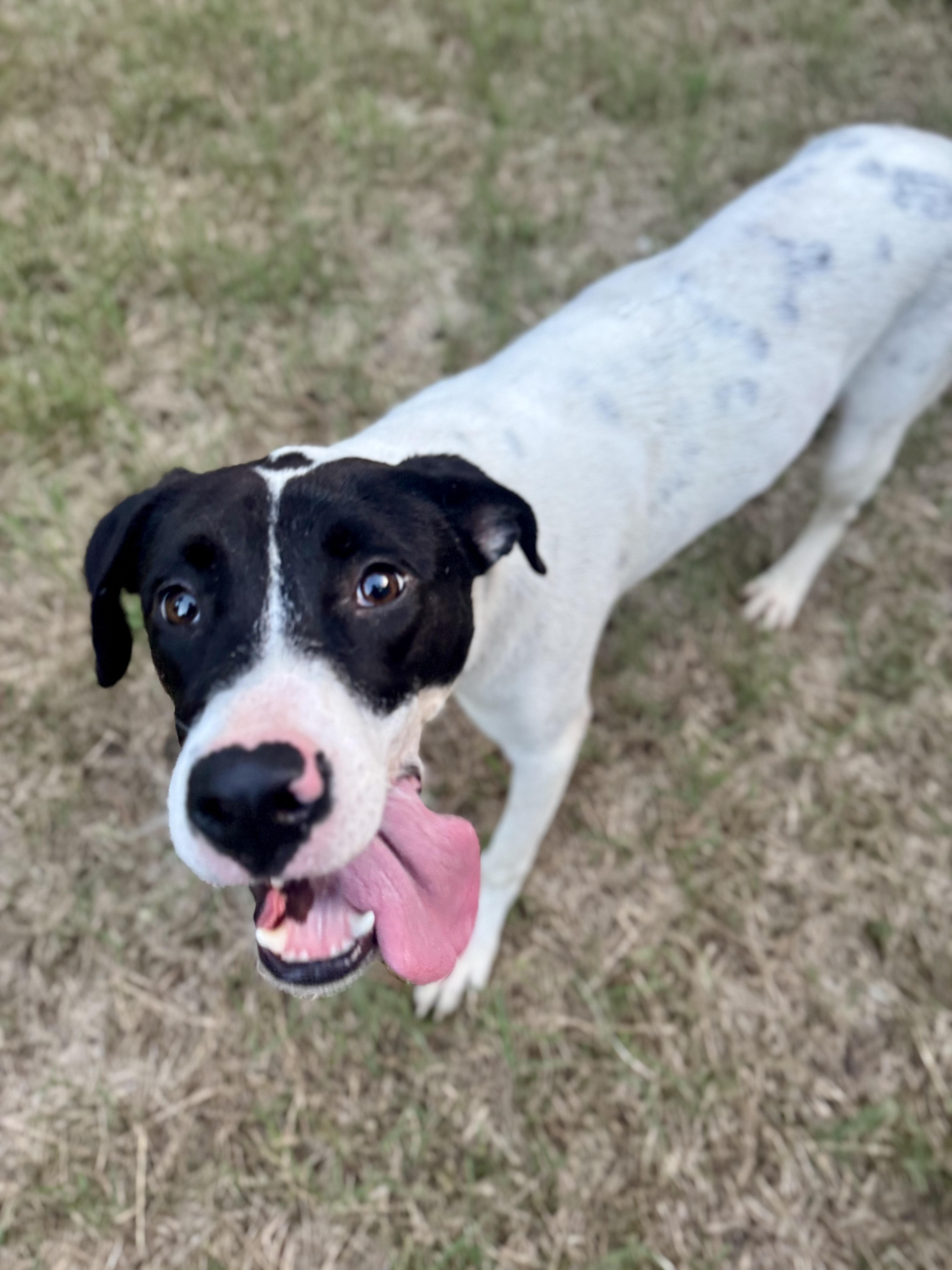 Campbell thumbnail 6