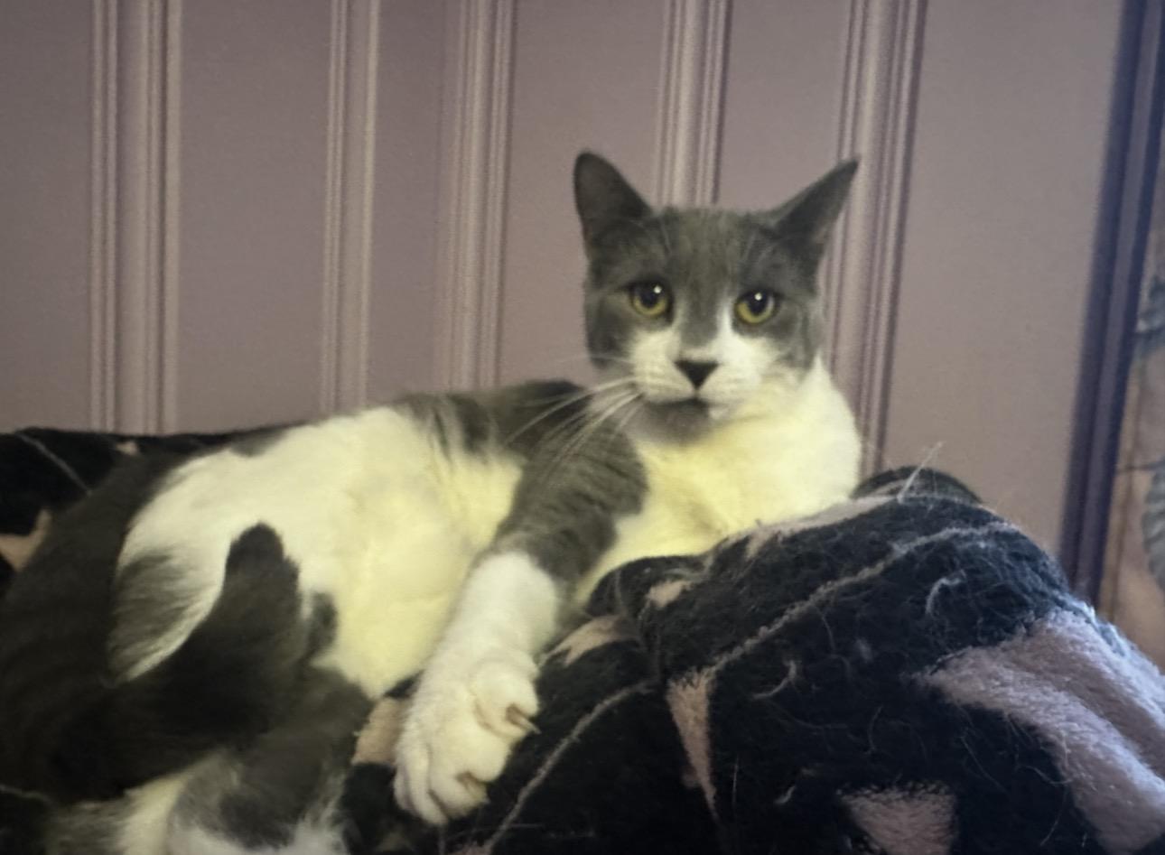 Peeka, ADOPTABLE, Adult Female Domestic Short Hair.