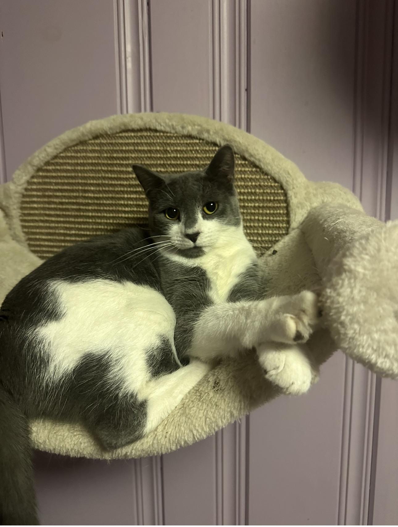 Enlarge Peeka, a ADOPTABLE Domestic Short Hair in West Pittston, PA image 2/3