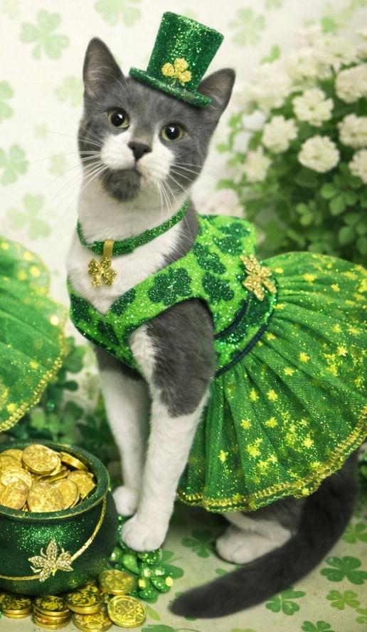 Enlarge Peeka, a ADOPTABLE Domestic Short Hair in West Pittston, PA image 4/4